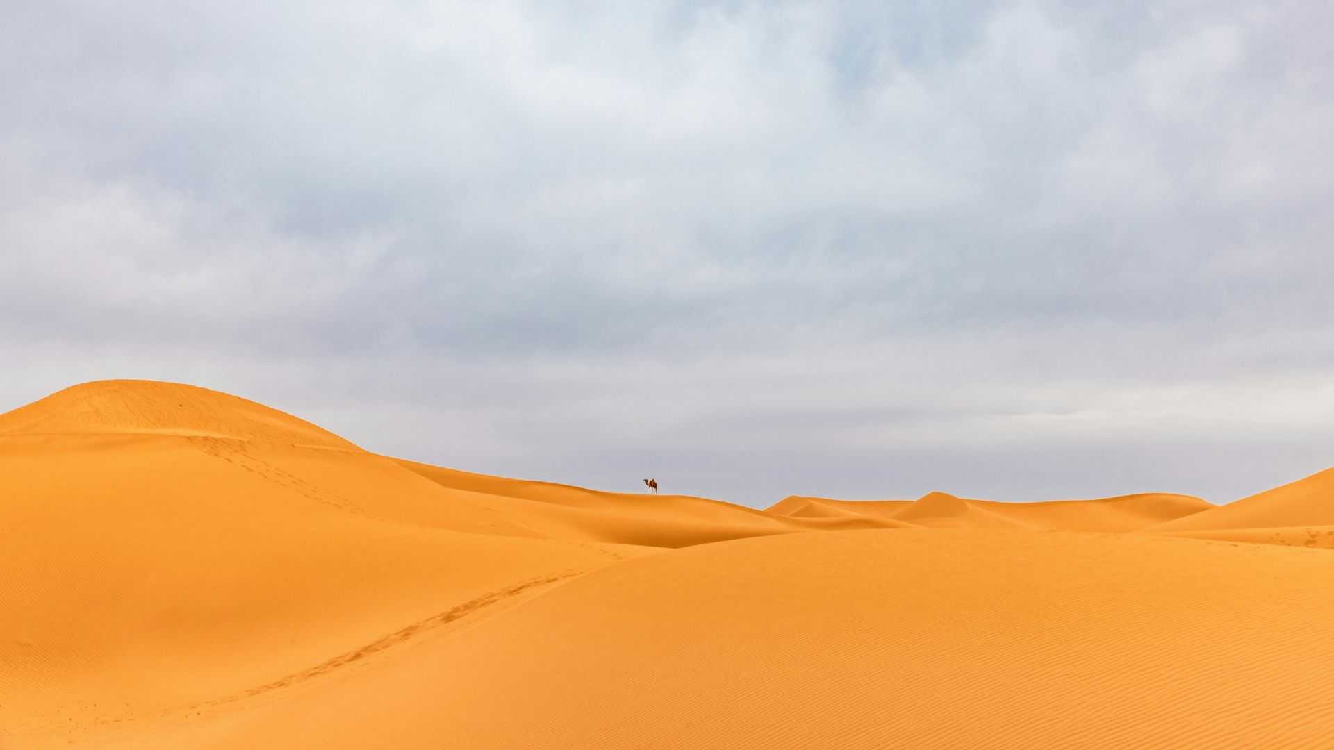Luas Gurun Sahara Terus Bertambah, Ini Penjelasan Para Ahli